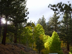California-Fall2010 401